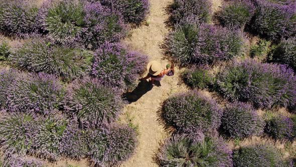 Woman in a straw hat walks through a lavender field. View from above.