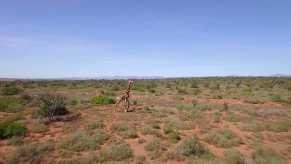 Aerial travel drone view of Giraffes in Swartberg, South Africa.