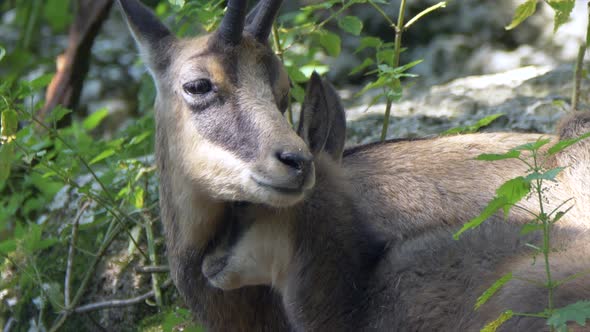 Close up shot of wild Chamois family cuddling in Wilderness - Mother and Cute Baby Goat-Antelope tog