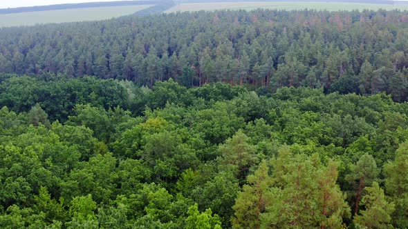 Aerial view of forest. Green tree aerial view of forest