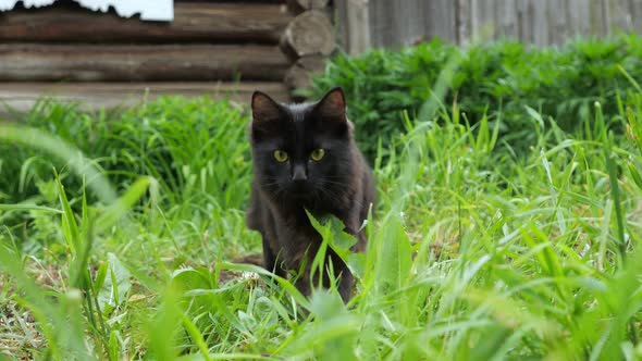 Beautiful Black Cat in the Grass on a Background of a Wooden House