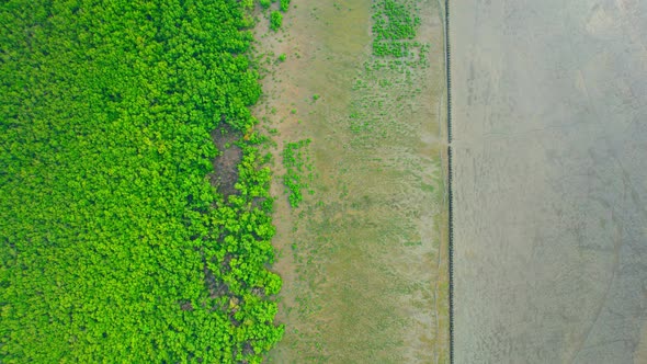 Aerial view Top view of Mangroves forest. mangroves along the coastline