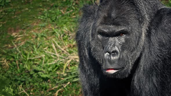 Gorilla Looking Around The Jungle