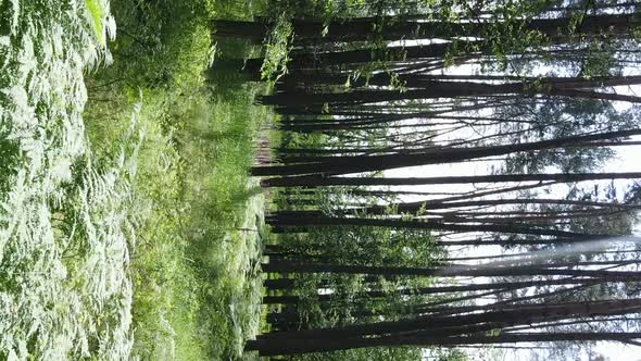 Vertical Video Aerial View Inside a Green Forest with Trees in Summer