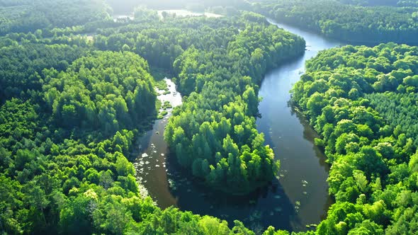 Curvy river between green forests at sunrise, aerial view