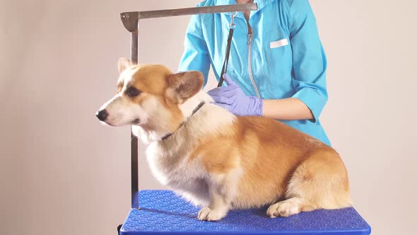 Woman Is Examining Welshi Corgi for Flea at Pet Groomer