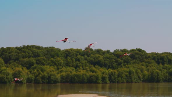 Flamingos Flying in the Sky Above the Lake in Ras Al Khor Wildlife Sanctuary