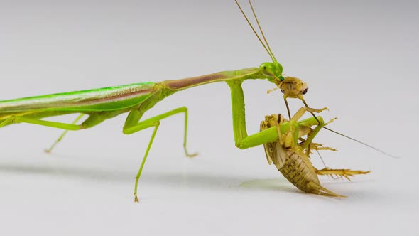 Praying Mantis feeding on a Cricket