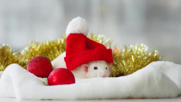 White Rat with Red Christmas Hat