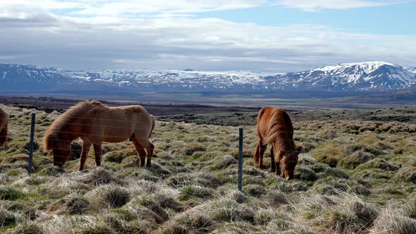 Closeup View of Icelandic Horses Standing on Grassy Field