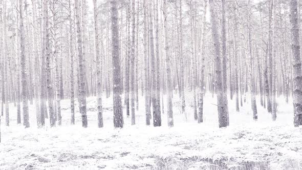 Changing Seasons from Warm Summer to Cold Snowy Winter in Wild Pine Forest