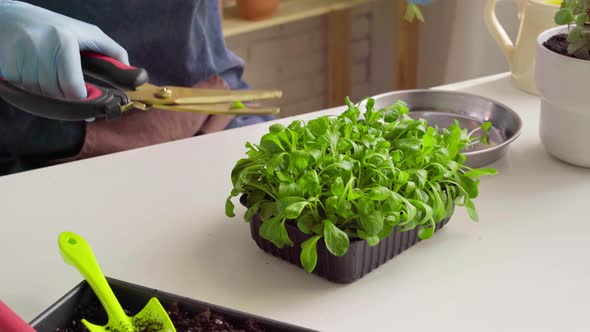 Hands in Gloves Cutting Microgreen Leaves with Scissors Close Up