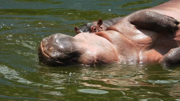 Close up of Hippos playing in water tank at zoo on sunny day. Gimbal