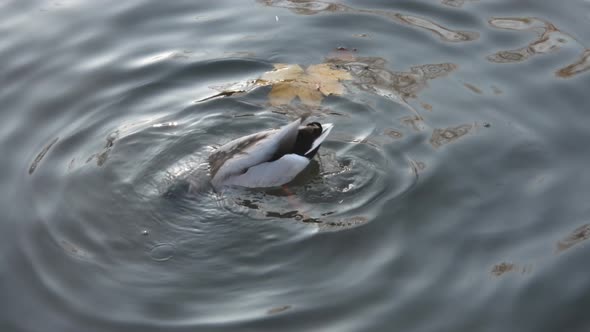 Male mallard sinking head in pond looking for food. Static