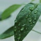 Raindrops splashing on green leaf - VideoHive Item for Sale