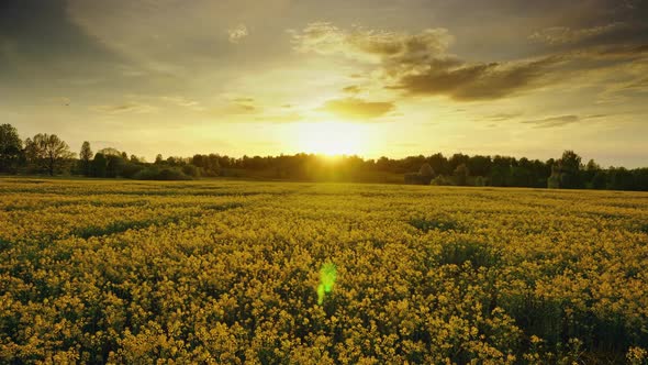 Flowering Rapeseed Field at Sunset, Timelpase