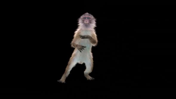 Monkey Dance HD