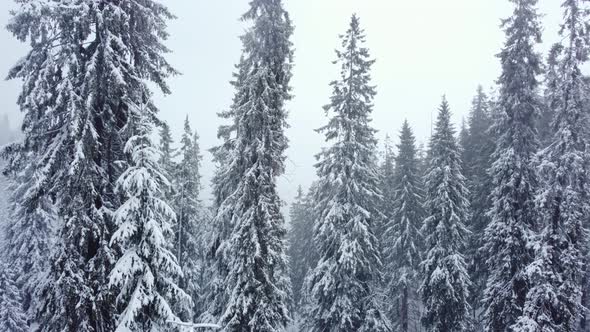 Winter spruce forest and mountains from air. Winter landscape. aerial drone shot. blizzard