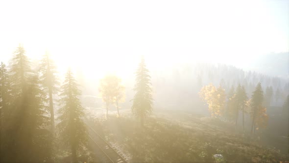 Aerial View of the Beautiful Autumn Forest at Sunset with Green Pine Trees