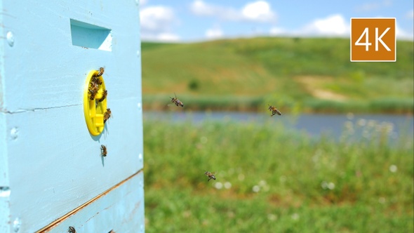 Bees fly with honey to the Beehive and back