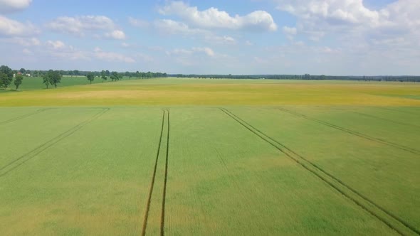 Beautiful Young Cereal Fields in  Aerial Footage