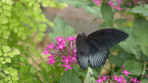 Happy Male Scarlet Mormon Butterfly working on Pink Flower and Flying away during sunny day at river