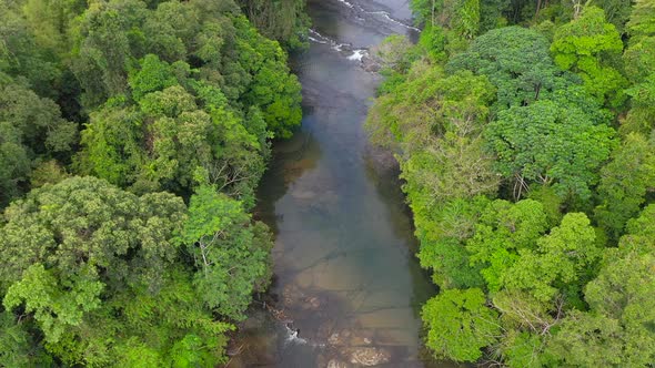 River in the Rainforest alt
