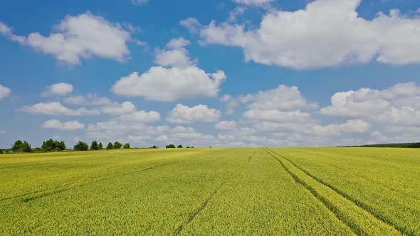 Green field on the natural background outdoors