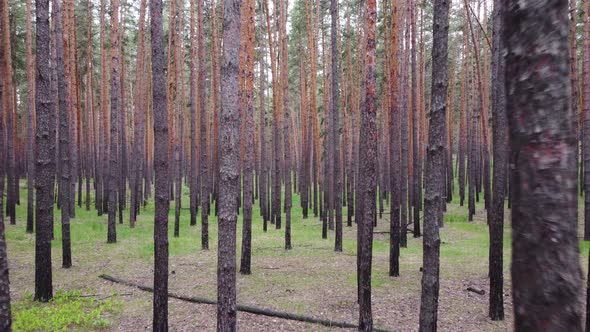 Aerial view of the pine forest. Smooth flight among tall pines.