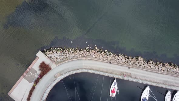 Aerial descending towards swans eating kelp outside breakwater in Kristiansand Norway