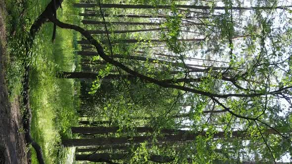 Vertical Video Aerial View Inside a Green Forest with Trees in Summer