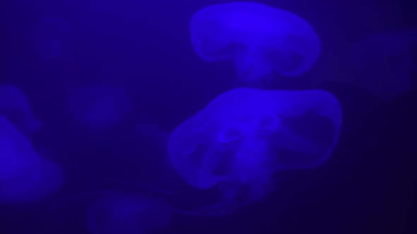 Jellyfish Swims Under Water in Aquarium