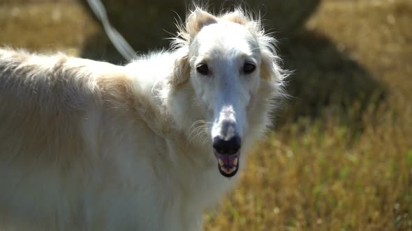 Dog Looking at Camera Breath Suffering From Heat Summer Outdoors on the Field Funny Cute Russion