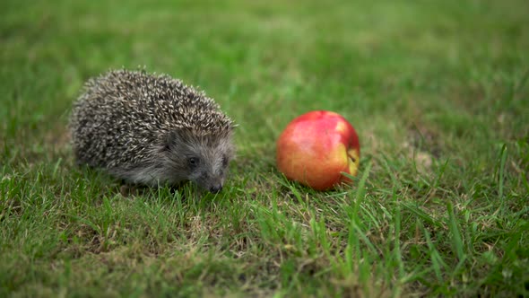 Real Hedgehog Walks on the Green Grass Near the Red Apple