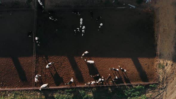 Top Down View of a Cowshed Barn with Lots of Cows. Aerial Drone Shot. Cow Factory Farms.