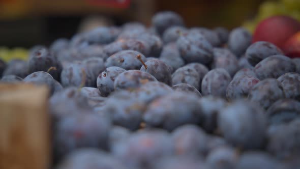 Freshly harvested organic plum