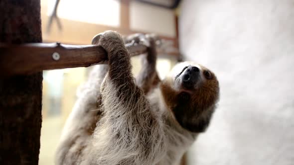 Two toed sloth on branch looking at camera