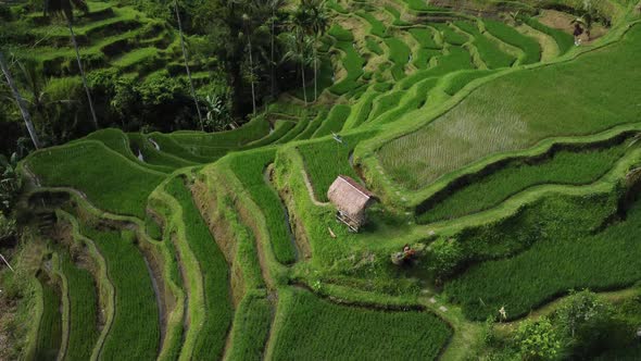 Farmer Collects Rice on Beautiful Rice Terrace