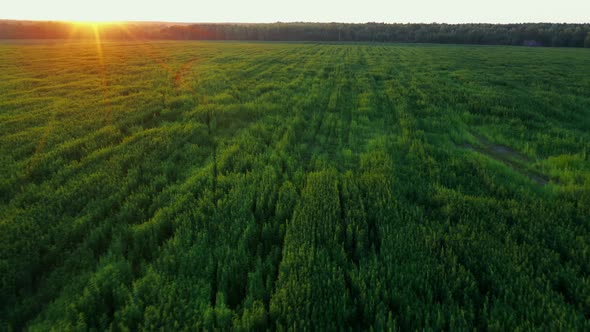 Drone Shot Green Cannabis Plant at a Beautiful Sunset Aerial Dron Shot