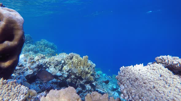 Tropical Coral Garden Underwater Life