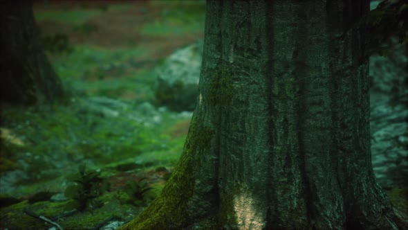 Tree Roots and Sunshine in a Green Forest with Moss