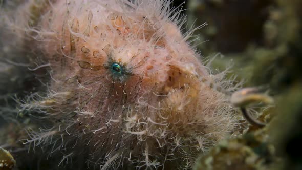 A pink hairy Frogfish using its lure to act as a worm to catch prey