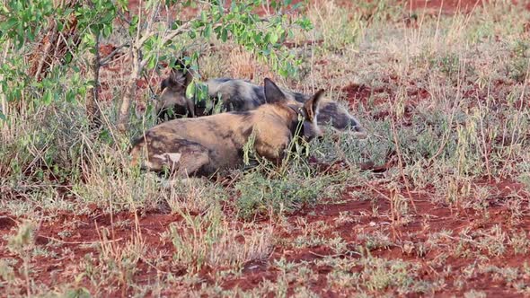 Collared African wild dogs, Lycaon pictus feed off scraps of a kill in winter at Zimanga in the KwaZ