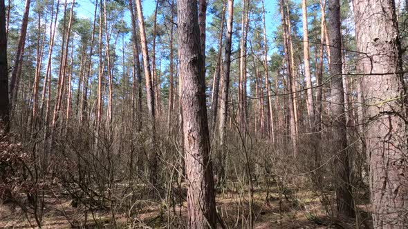 Forest with Pines with High Trunks During the Day