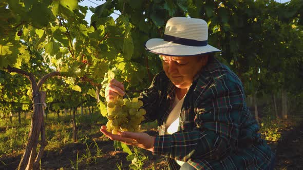 Analysis of the Vine Culture the Woman Farmer with the Hat Checks the Quality of the Grapes