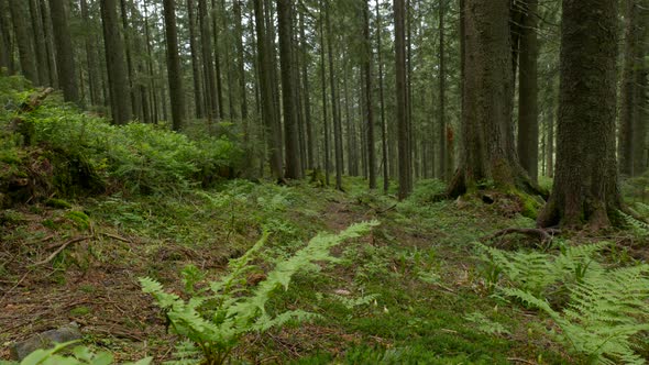 Landscape of a Beautiful Forest