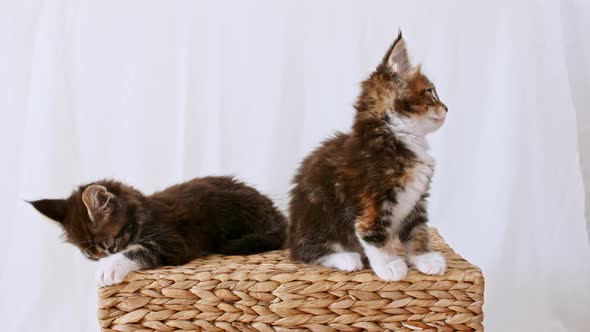 Striped Grey Kittens Sit on a Basket and Play on a White Background