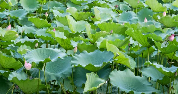 Lotus lake pond