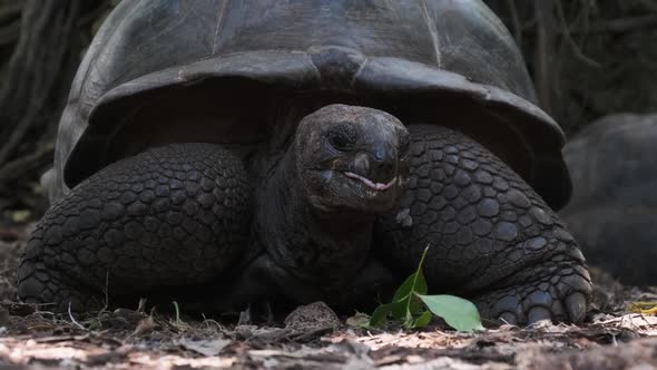 A Huge Aldabra Giant Tortoise Eats Food on a Prison Island in Zanzibar Africa