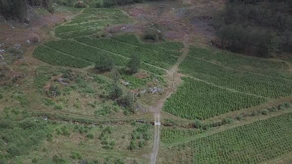 Aerial view of a field of Christmas trees in the countryside.